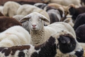 sheep, animals, flock, flock of sheep, mammals, livestock, nature, group, wool, rural, portrait