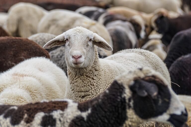 sheep, animals, flock, flock of sheep, mammals, livestock, nature, group, wool, rural, portrait